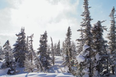 Ağaçlı güzel kış manzarası