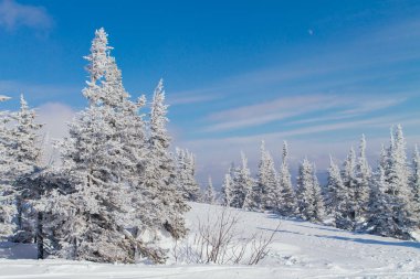 Ağaçlı güzel kış manzarası