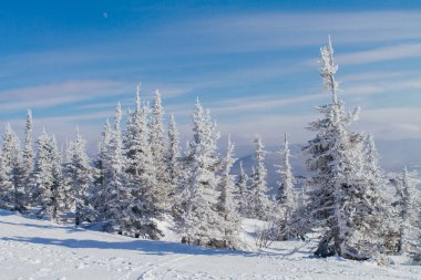Ağaçlı güzel kış manzarası