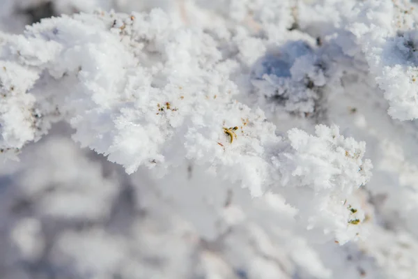 Tall trädgrenar täckta med vit snö och is. — Stockfoto