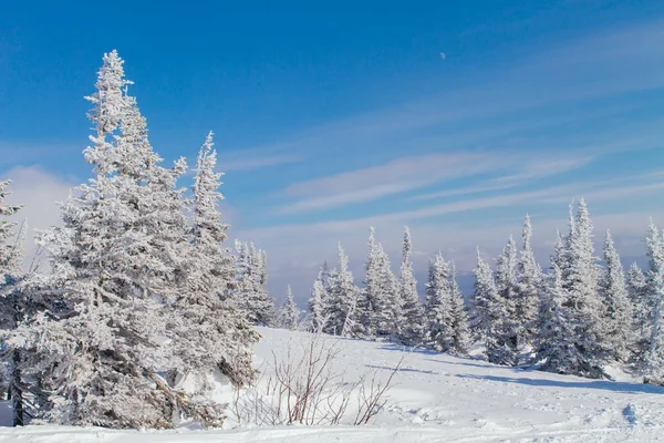 Beautiful winter landscape with trees