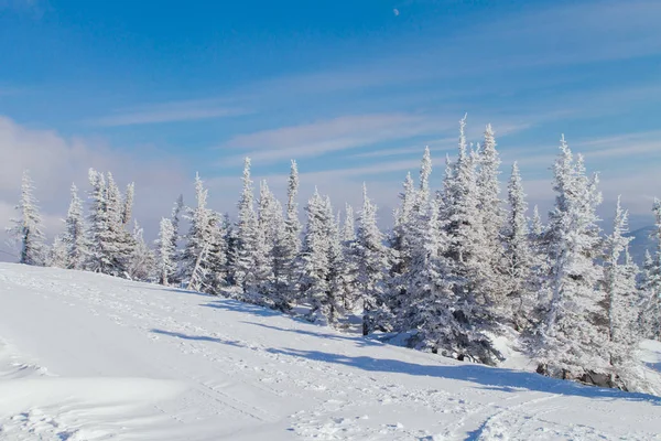 Hermoso paisaje de invierno con árboles — Foto de Stock