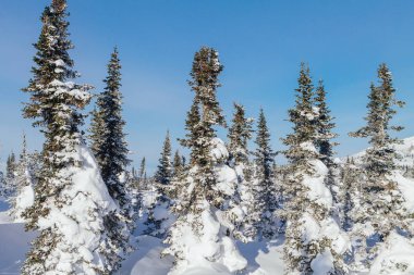 Güzel kış manzarası