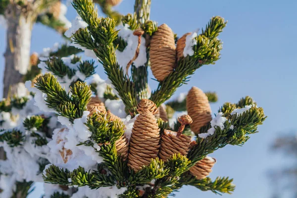 Red fir cone on the tree — Stock Photo, Image