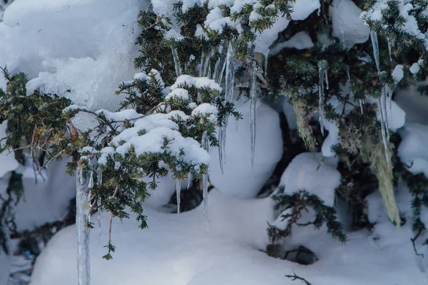 Icicles and snow on tree. — Stock Photo, Image