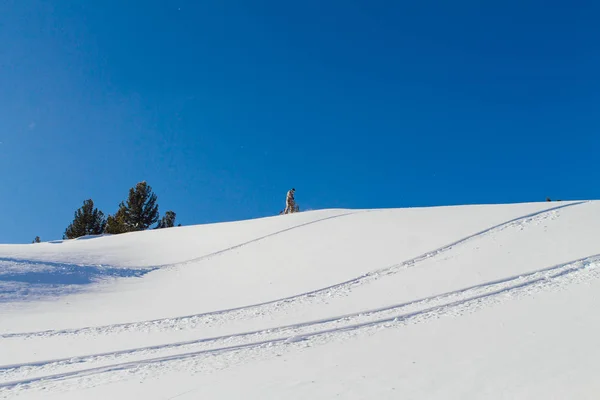 Snowboarder ιππασίας φρέσκο χιόνι. — Φωτογραφία Αρχείου