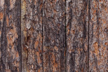 Çam Ağacının Ağaç Kabuğu yakın plan