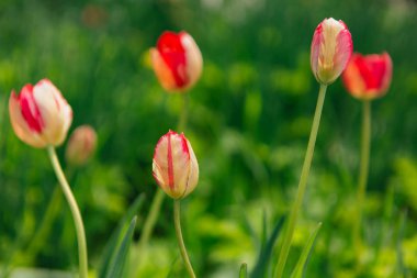 Kırmızı lale. Bahar manzara.