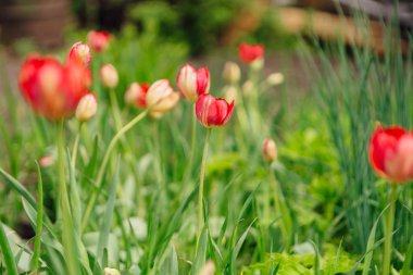 Kırmızı lale. Bahar manzara.