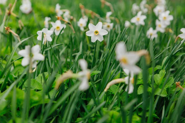 Witte daffodil veld — Stockfoto