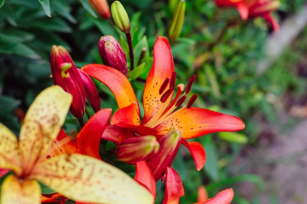 Lillies im Garten. — Stockfoto