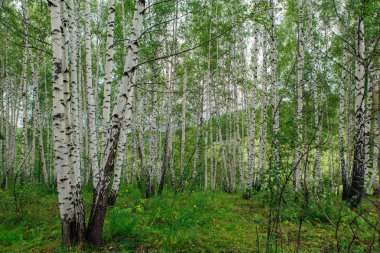 Huş ağacı orman yağmurdan sonra