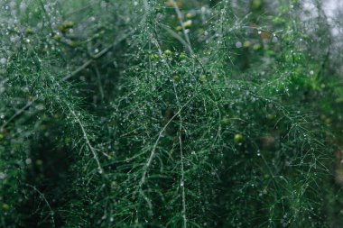 Kuşkonmaz dalları arka plan