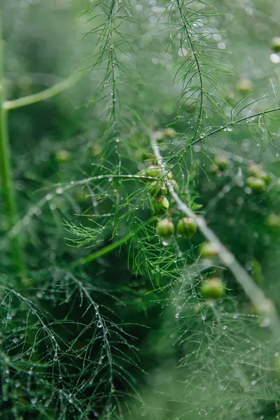 Kuşkonmaz dalları arka plan