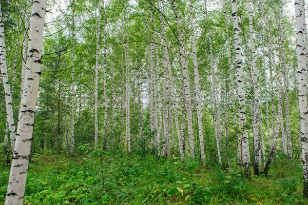 Huş ağacı orman yağmurdan sonra