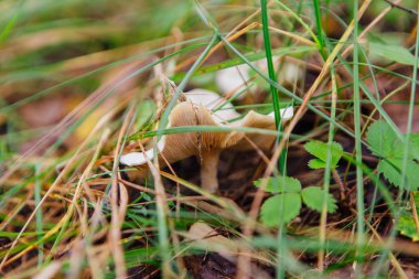 Çimlerin üzerinde orman mantarları