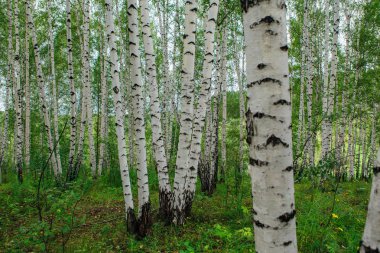 Huş ağacı orman yağmurdan sonra