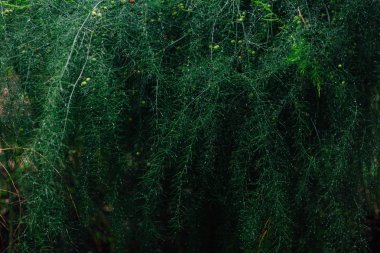 Kuşkonmaz dalları arka plan