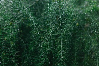 Kuşkonmaz dalları arka plan