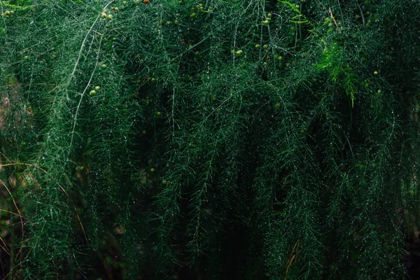 Kuşkonmaz dalları arka plan