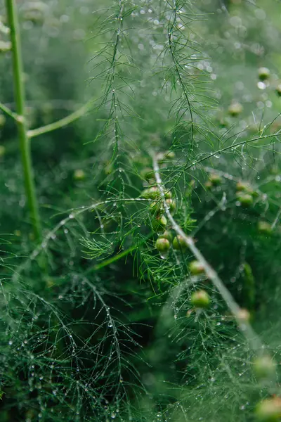 Kuşkonmaz dalları arka plan