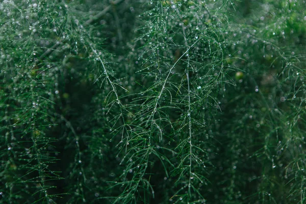 Kuşkonmaz dalları arka plan