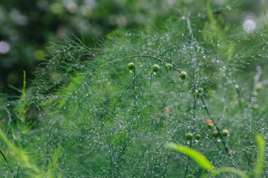 Kuşkonmaz dalları arka plan