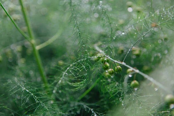 Kuşkonmaz dalları arka plan