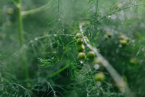 Kuşkonmaz dalları arka plan