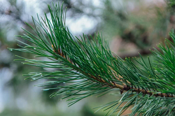 Bir çam ağacının dalını su damlaları