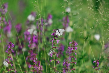 Mor çiçekte beyaz kelebek
