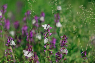 Mor çiçekte beyaz kelebek