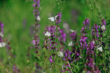 Mor çiçekte beyaz kelebek