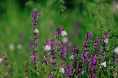Mor çiçekte beyaz kelebek