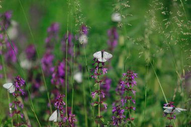Mor çiçekte beyaz kelebek