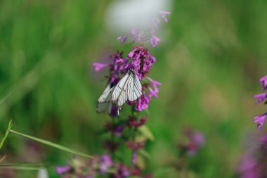 Mor çiçekte beyaz kelebek