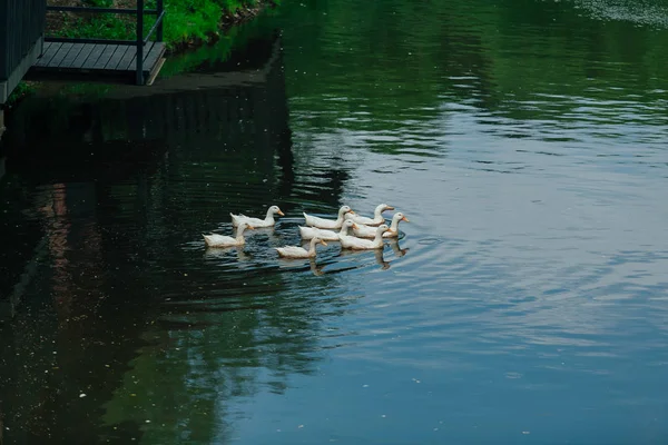 White ducks in the water — Stock Photo, Image