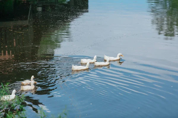 White ducks in the water — Stock Photo, Image
