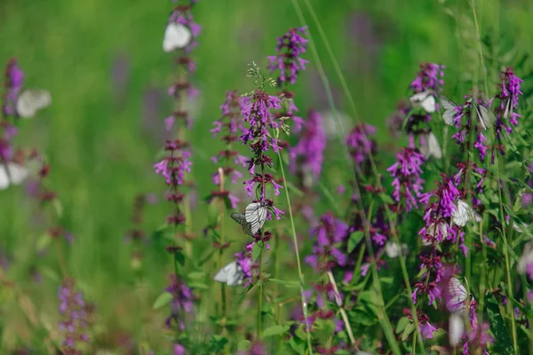 Mor çiçekte beyaz kelebek