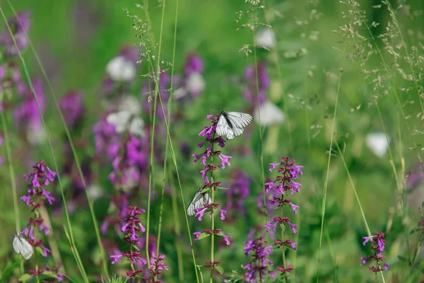 Mor çiçekte beyaz kelebek