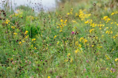 Çayırdaki yabani çiçekler.