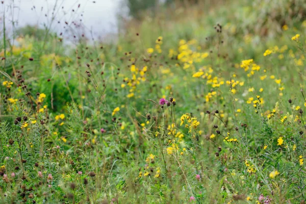 Çayırdaki yabani çiçekler.