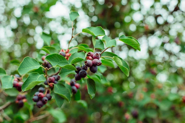 自然の枝に shadberry. — ストック写真
