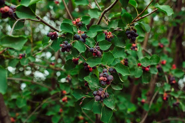 自然の枝に shadberry. — ストック写真