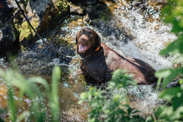 Labrador en el río —  Fotos de Stock