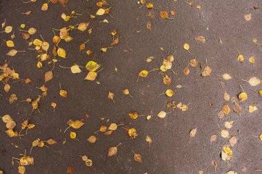 Düşen sonbahar yaprakları