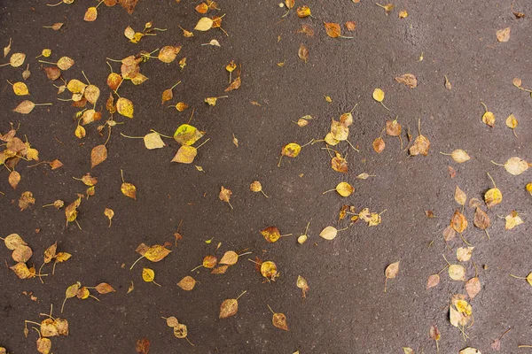 Düşen sonbahar yaprakları