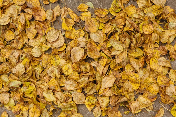 Düşen sonbahar yaprakları