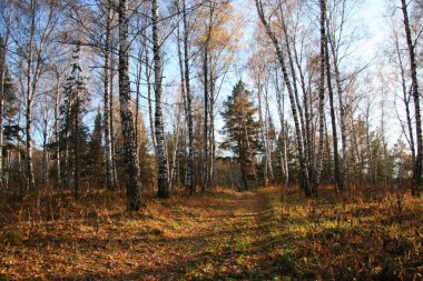 Sonbahar ormanının içinden geçen yol.