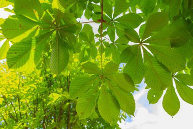 Güneşli ağaç üzerinde büyük yeşil yaprakları